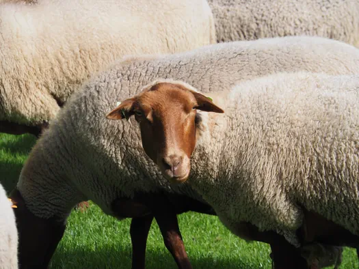 Openluchtmuseum Bokrijk (België)